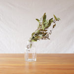 ［ドライフラワー］ユーカリ バクステリ