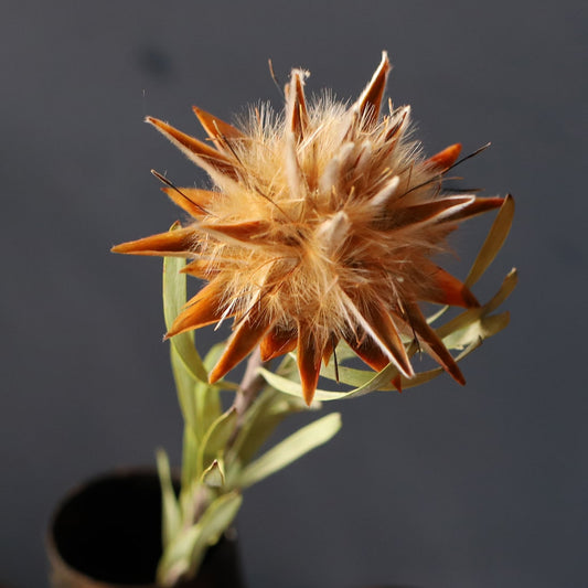 ［ドライフラワー］リューカデンドロン プルモサス