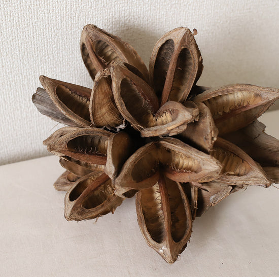 ［ドライフラワー］ソロロカフラワー