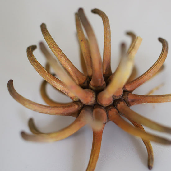 ［ドライフラワー］ユーカリ スパイダーガムクロウ