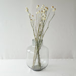 ［ドライフラワー］アンモビューム