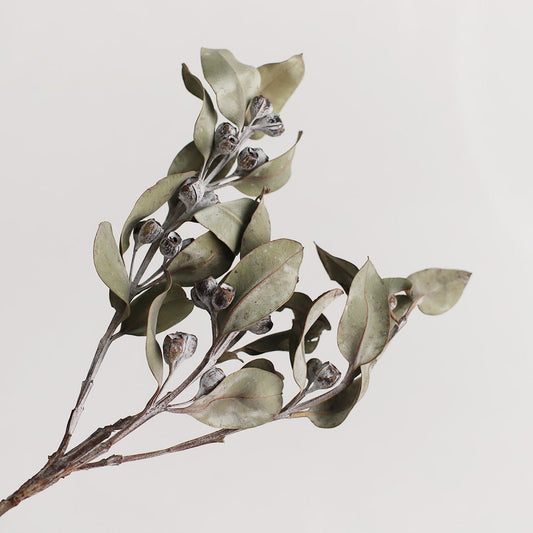 ［ドライフラワー］ユーカリ テトラゴナ マルチ