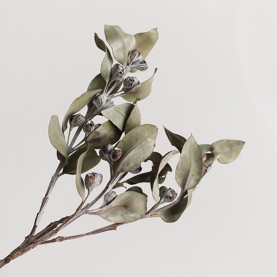 ［ドライフラワー］ユーカリ テトラゴナ マルチ