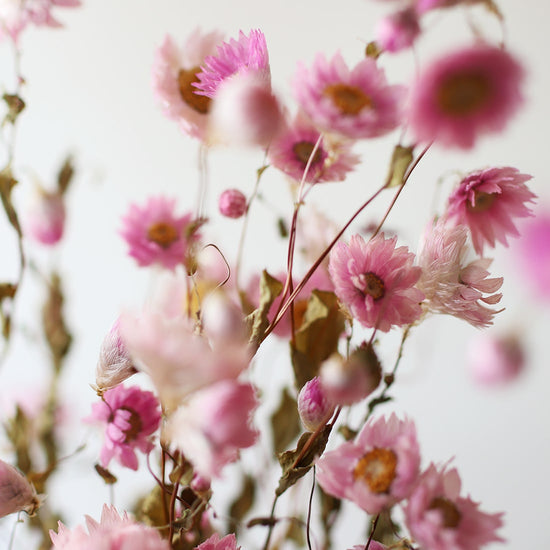 ［ドライフラワー］ローダンセ