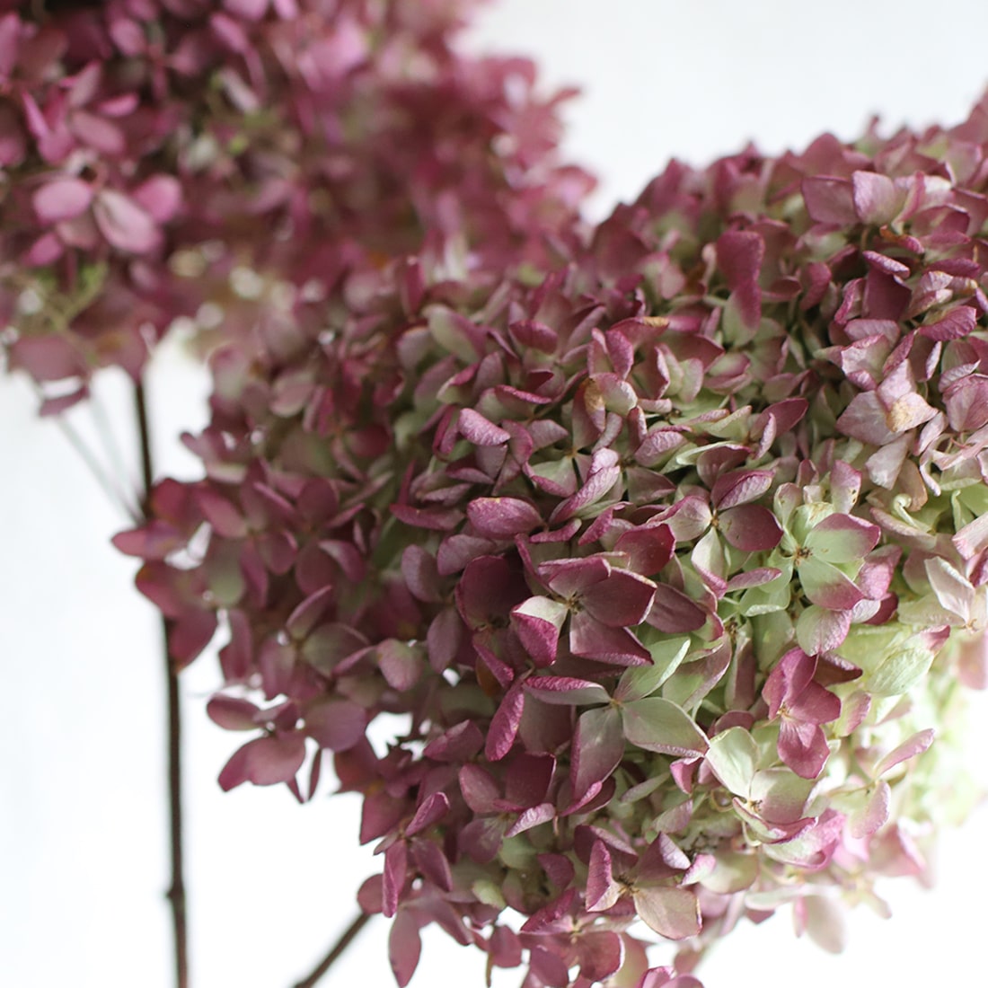 水無月紫陽花のガーランド 片品村の紫陽花農家さんのミナヅキ紫陽花 ...