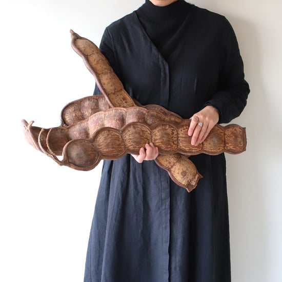 ［ドライフラワー］モダマ