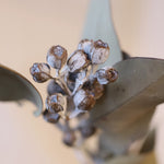 ［ドライフラワー］ユーカリ テトラゴナ