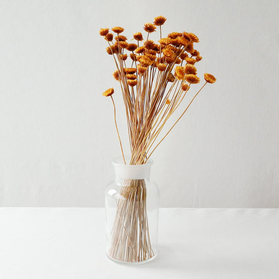 ［ドライフラワー］マーガレット