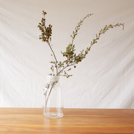 ［ドライフラワー］レプトスペルマム ラベンダークインナッツ