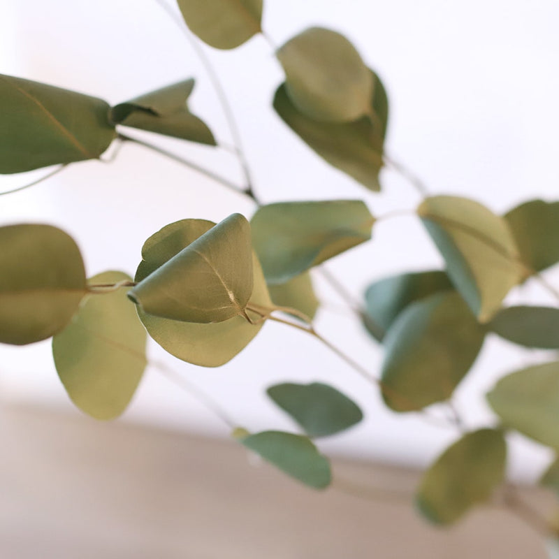 丸葉が人気のユーカリのポポラス