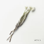 ［ドライフラワー］シルバーデージー