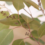 ［ドライフラワー］ユーカリ ポポラスベリー