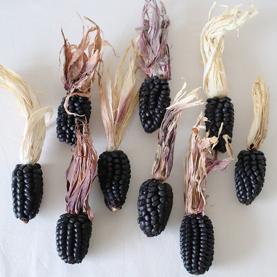 ［ドライフラワー］アンデスコーン