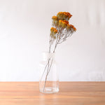 ［ドライフラワー］ベルティコルディア