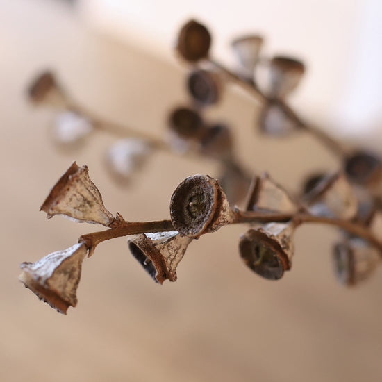 ［ドライフラワー］ユーカリ グロボラス  ブロンズコイン