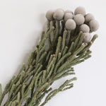 ［ドライフラワー］ブルニア シルバー