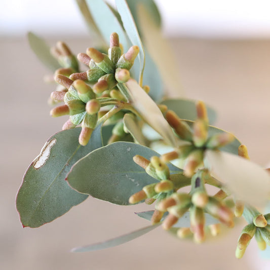 ［ドライフラワー］ユーカリ コーストベリー