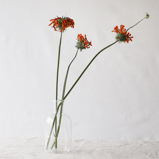 ［ドライフラワー］レオノティス