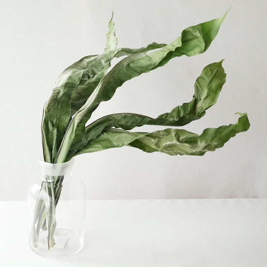 ［ドライフラワー］オオタニワタリ