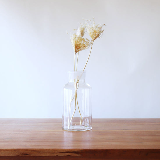 ［ドライフラワー］ダウカス バードネストブリーチホワイト