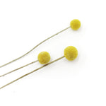 ［ドライフラワー］クラスペディア