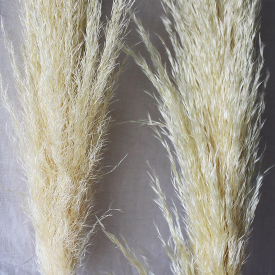 ［ドライフラワー］不揃いなパンパスグラス３本セット