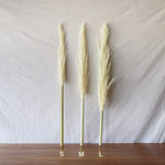 ［ドライフラワー］パンパスグラス