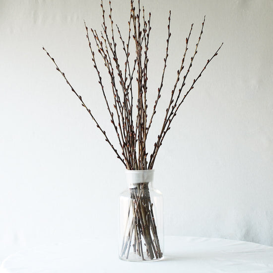 ［ドライフラワー］ネコヤナギの蕾