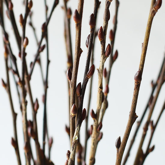 ［ドライフラワー］ネコヤナギの蕾