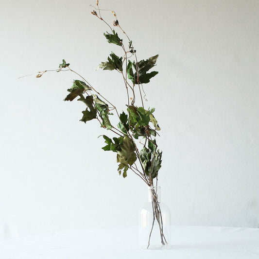 ［ドライフラワー］エレンダニカ