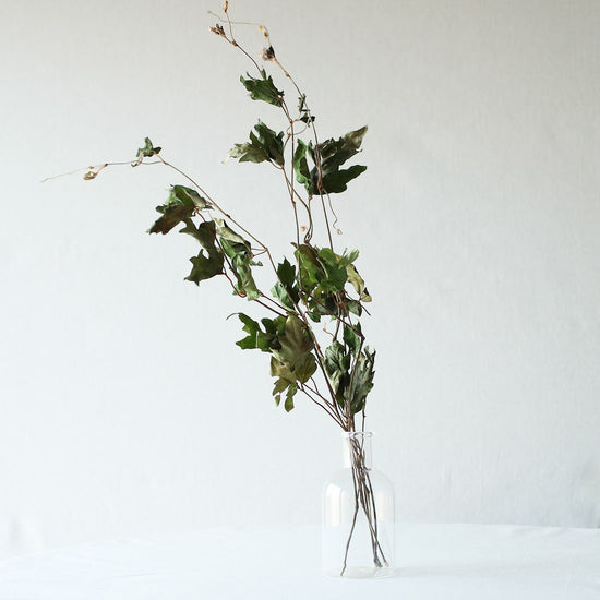 ［ドライフラワー］エレンダニカ