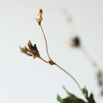 ［ドライフラワー］エレンダニカ