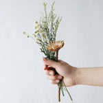 ［ドライフラワー］プロテア コンパクタ