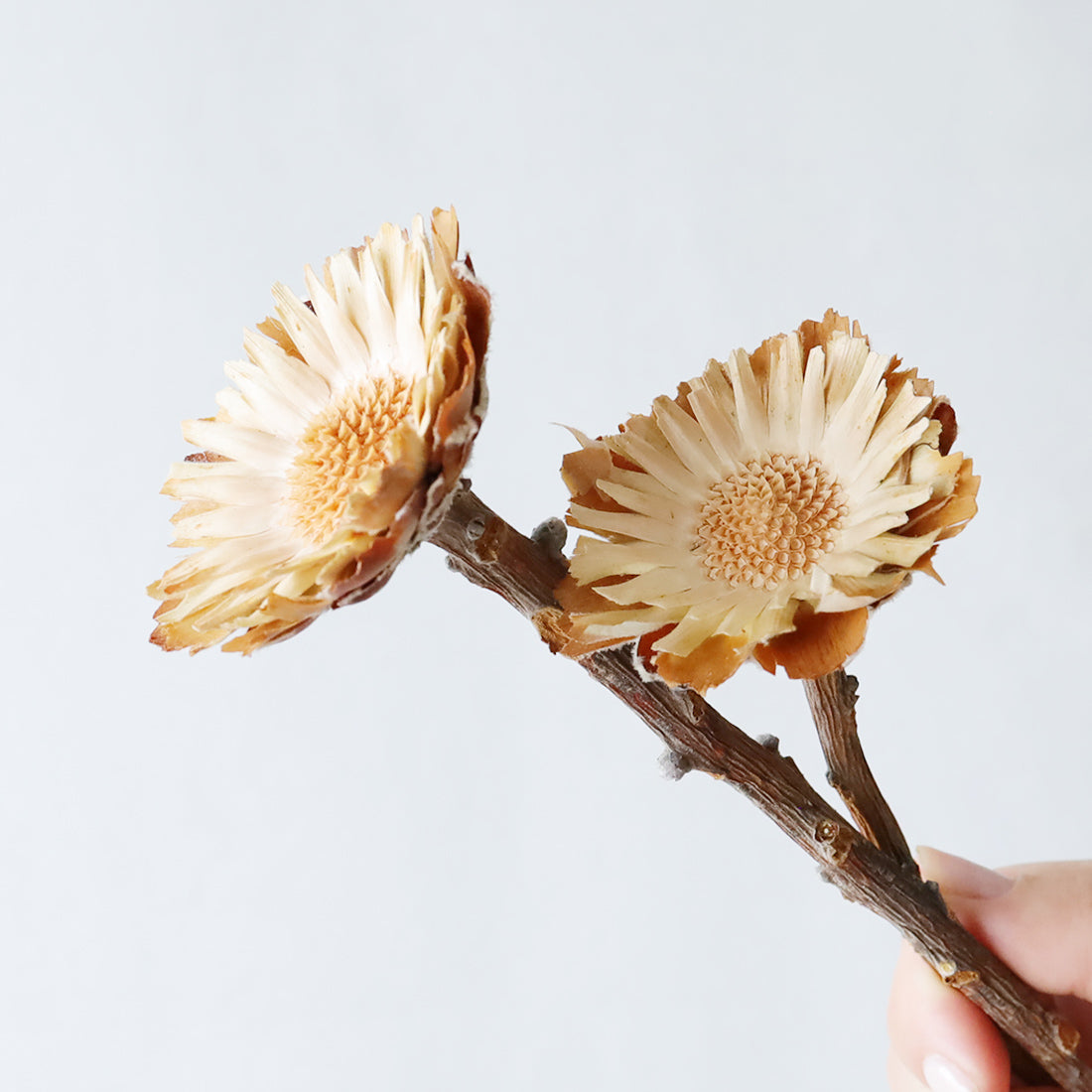 ドライフラワー］プロテア コンパクタ 商品ページ - 土と風の植物園