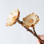 ［ドライフラワー］プロテア コンパクタ