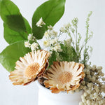 ［ドライフラワー］プロテア コンパクタ