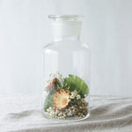 ［ドライフラワー］プロテア コンパクタ