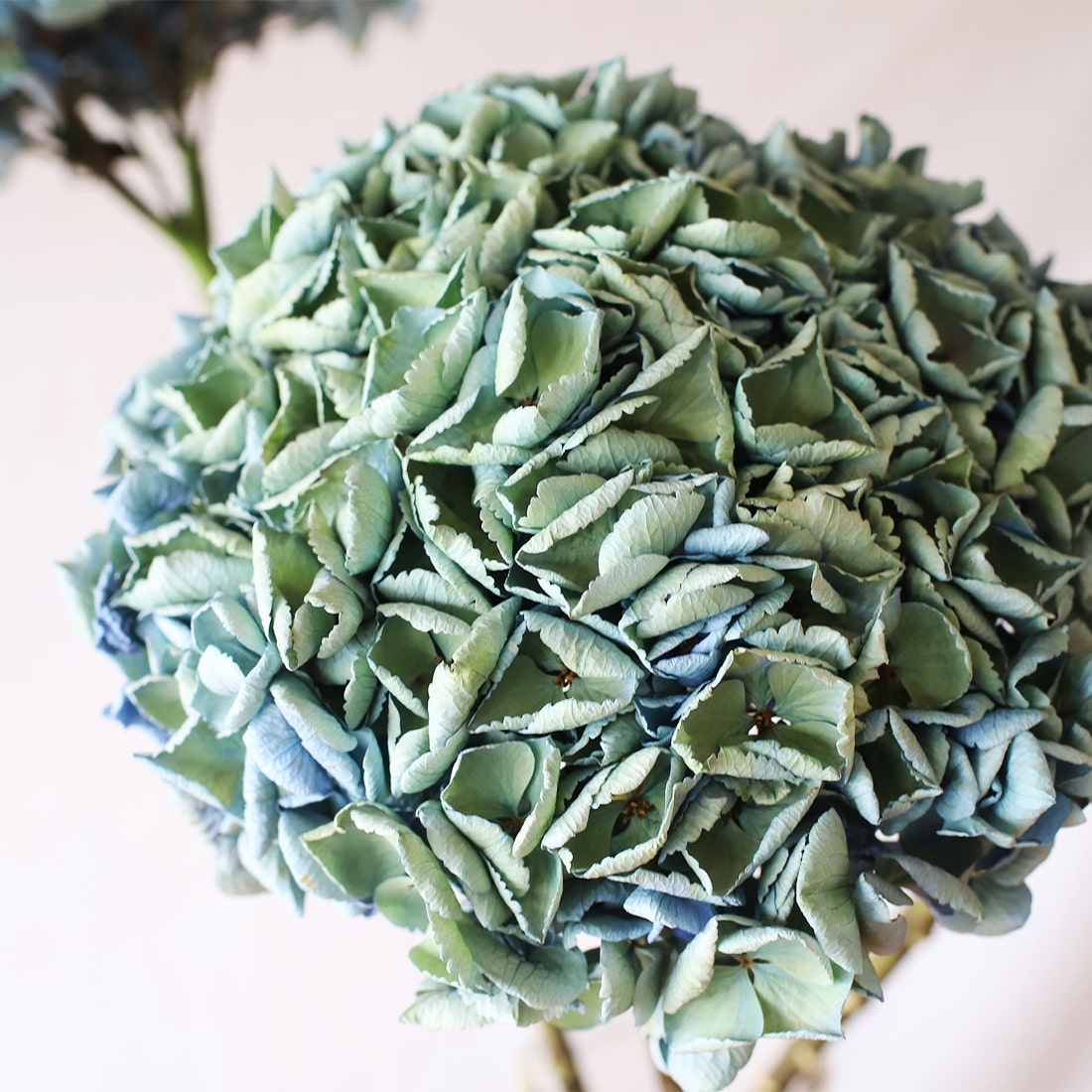 ドライフラワー］紫陽花 西安アンティークブルー 商品ページ - 土と風