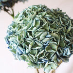 ［ドライフラワー］紫陽花  西安アンティークブルー＜クロダナーセリー＞