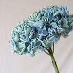［ドライフラワー］紫陽花  西安アンティークブルー＜クロダナーセリー＞