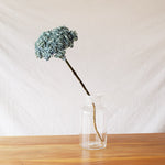 ［ドライフラワー］紫陽花  西安アンティークブルー＜クロダナーセリー＞