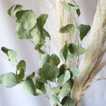 ［ドライフラワー］ユーカリ ポポラス
