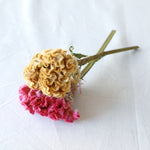 ［ドライフラワー］ケイトウ