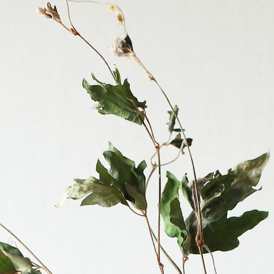 ［ドライフラワー］エレンダニカ