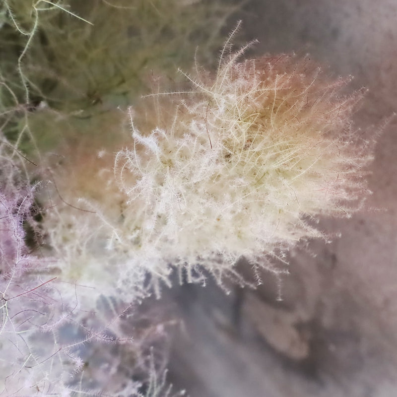 初夏に出回る、「煙の木」