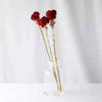 ［ドライフラワー］ケイトウ