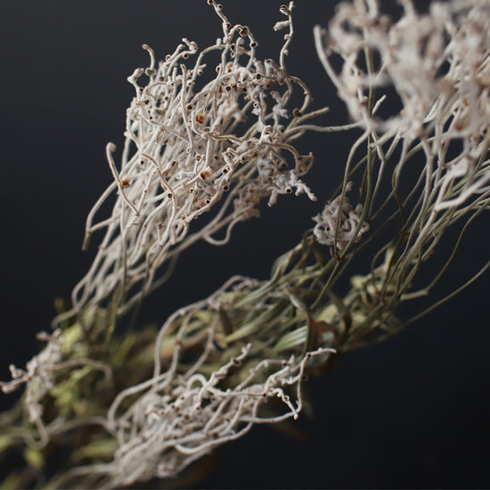 ［ドライフラワー］スモークブッシュ