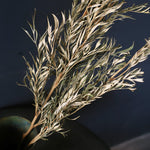 ※今季完売※［ドライフラワー］グレビレア ロブスター