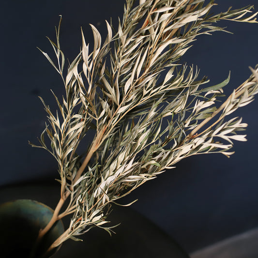 ※今季完売※［ドライフラワー］グレビレア ロブスター