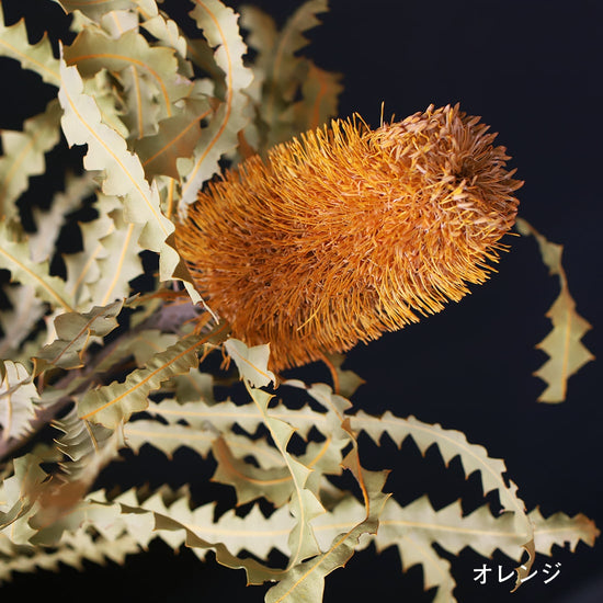 ［ドライフラワー］バンクシア アシュビー